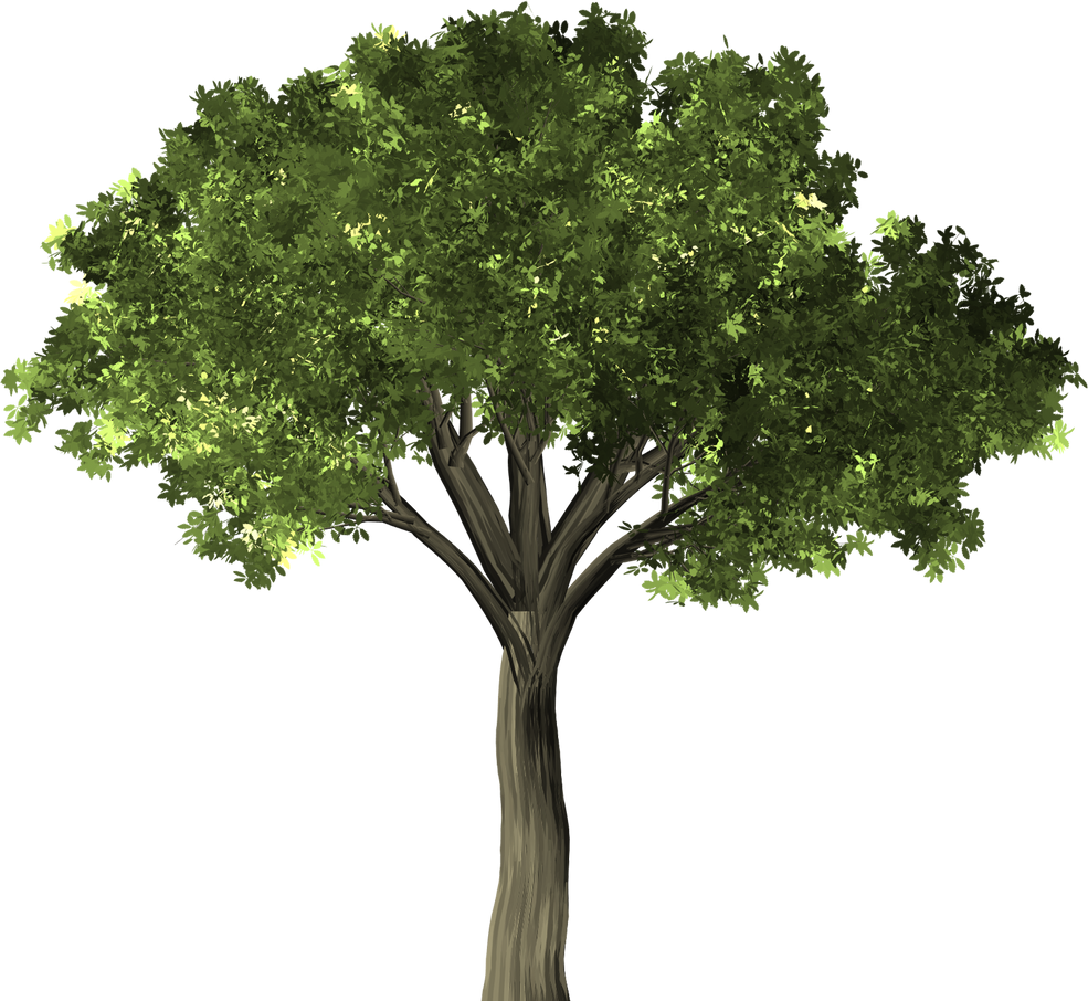 Illustration of a Tree