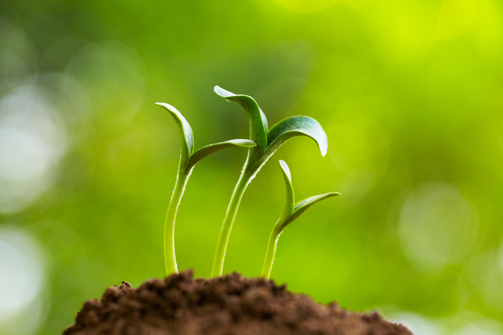 three bud growing together